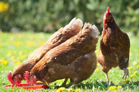 How Can I Prevent My Chickens From Getting Sick Cackle Hatchery