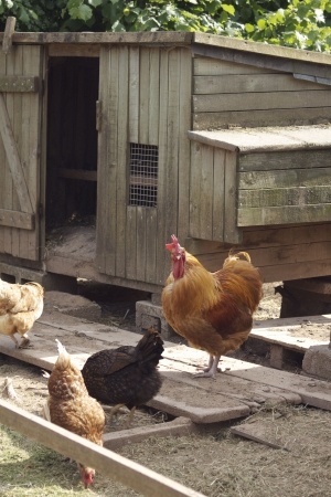 5 Accessories to Add to your Chicken Coop Cackle Hatchery