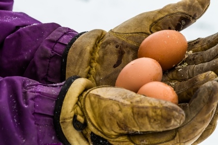 Why Are My Chickens Laying Soft Eggs?