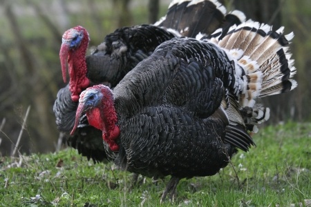 Where Are All the Turkey Eggs?