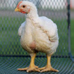 Woody Chicken Breast — One More Reason to Grow Your Own | Cackle Hatchery