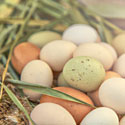 How Does an Egg Develop Inside a Chicken?