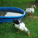 Keeping Ducks Together with Chickens