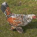 20 Terrific Reasons to Keep a Flock of Chickens