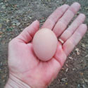 Why Did My Chicken Stop Laying Eggs?