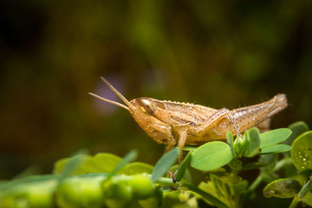 China Uses Thousands of Chickens to Control Locust Populations