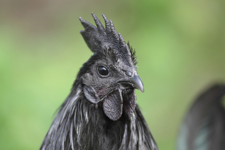 Rare Breed Spotlight: The Ayam Cemani Chicken