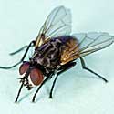 Do Backyard Chickens Attract Flies?