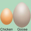Goose Eggs Are Delicious