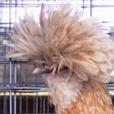 Are Polish Chickens Really from Poland?
