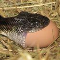 Does a Snake Eat Chickens and Eggs? You Bet!
