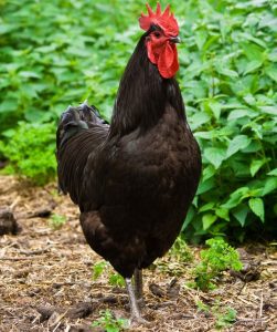 jersey giant chicken facts