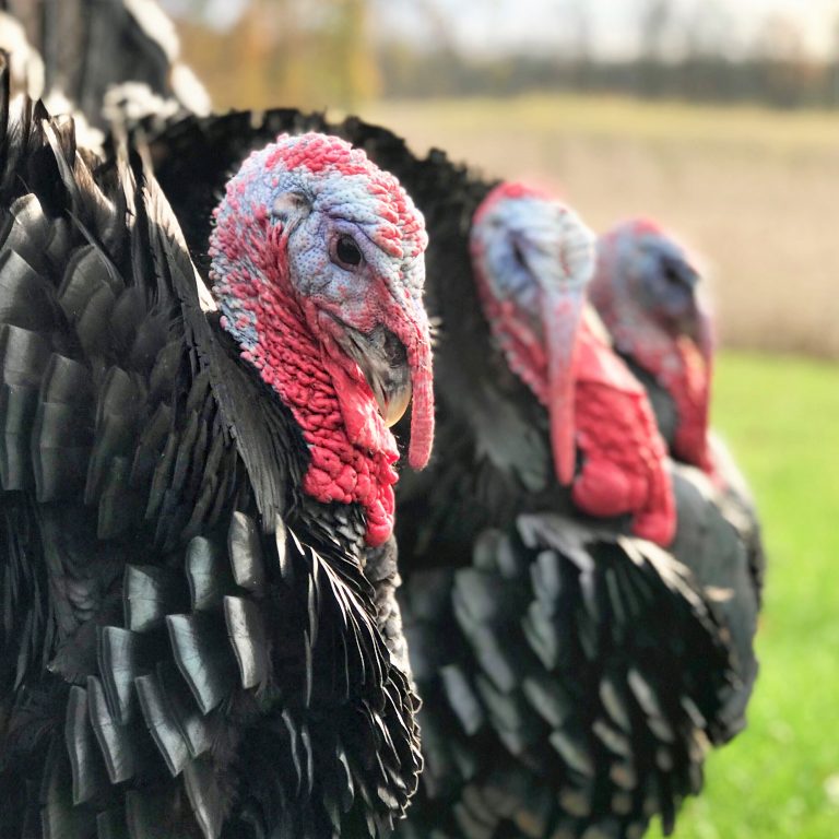 2018 Cackle Hatchery Photo Contest Winners and Runner Ups