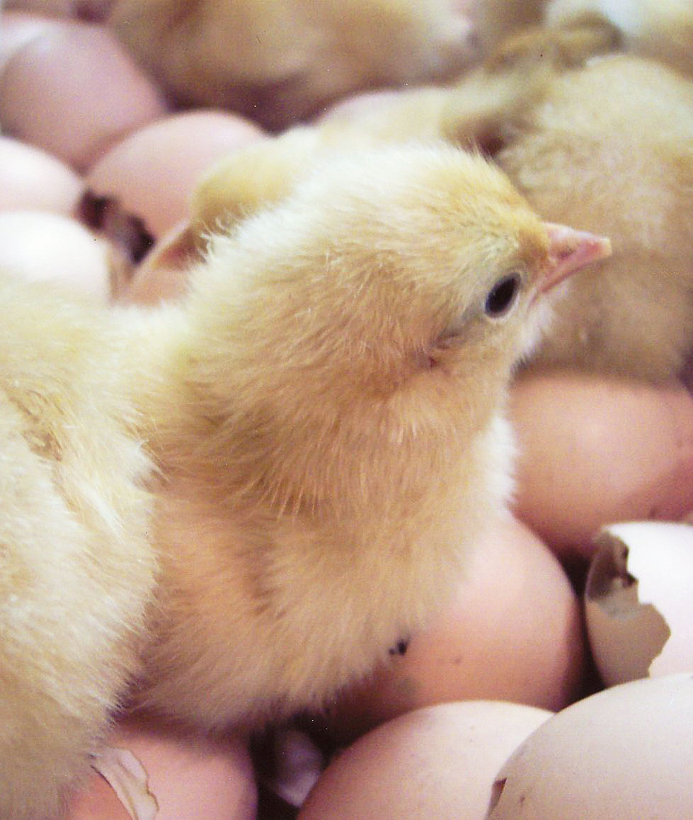When is Chick Season?