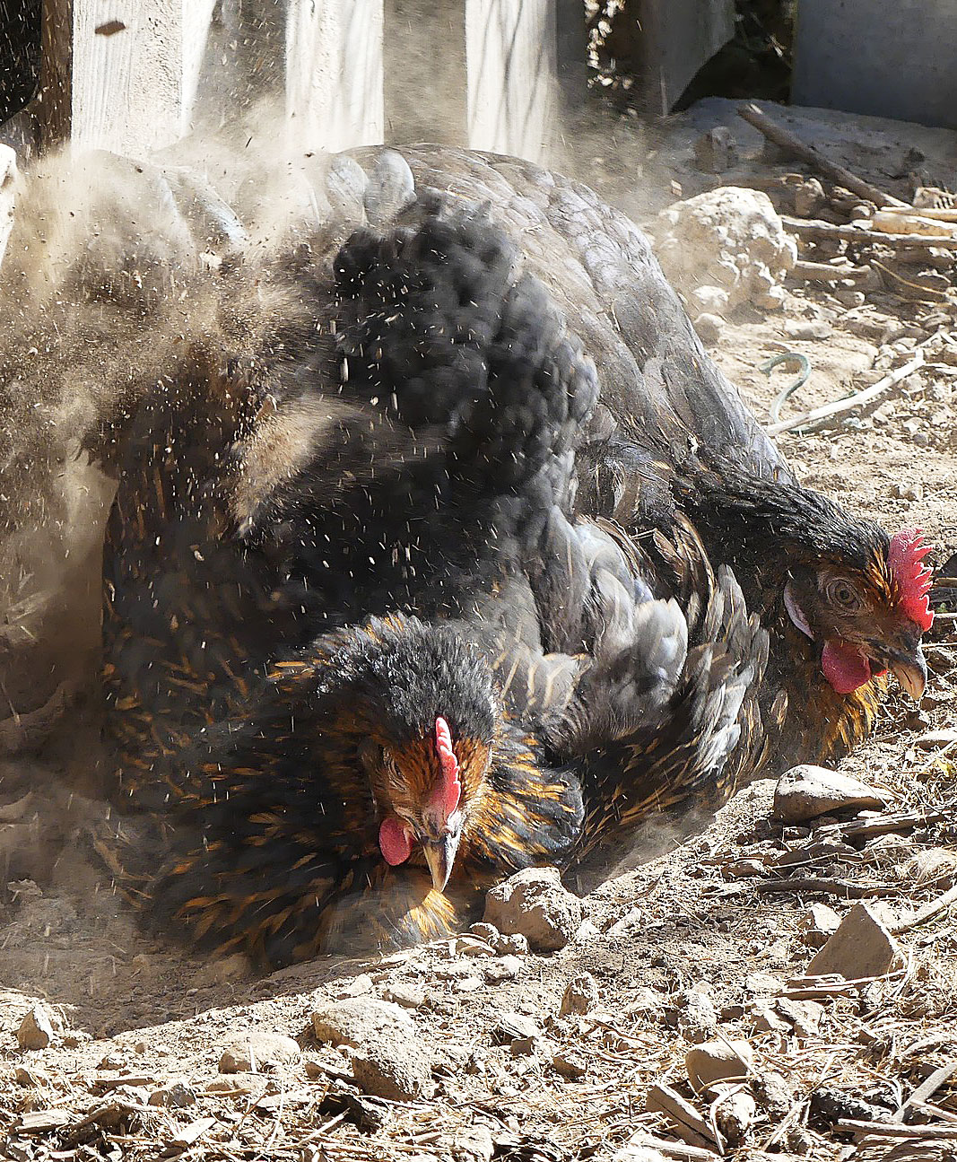 Dust Bathing Chickens Get Dirty to Get Clean