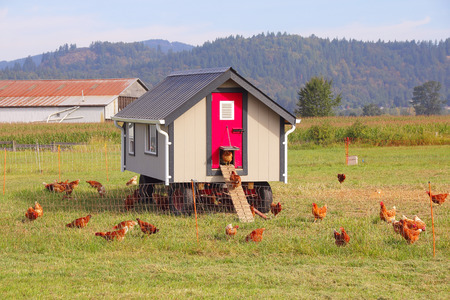 8 Things to Know Before Building a Chicken Coop