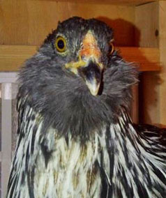 Which Chicken Breed Looks Like a Hawk?
