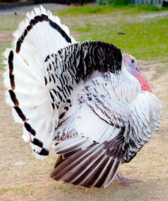 Heritage Turkey Spotlight — Royal Palm, Ideal for Small Families