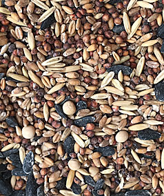 Chicken Feed — Whole Grains, Mash, Pellets, or Crumbles?