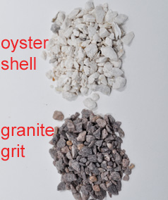 What is Grit and Why Do Chickens Need It?