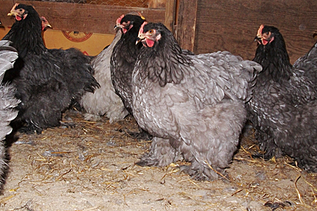 How to Control Ammonia in the Chicken Coop