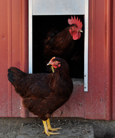 How to Train Chickens to Go into Their Coop at Night