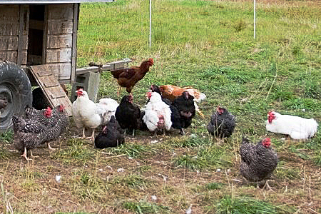 7 Reasons Why Chickens Stop Going Into Their Coop at Night