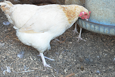 How Much Feed Does a Chicken Eat?