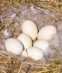 Gathering Goose Eggs — If You Can Find Them