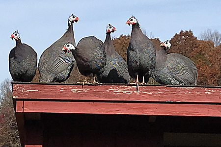 Getting Guinea Fowl to Roost Indoors at Night