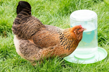 How Much Water Does a Chicken Drink?