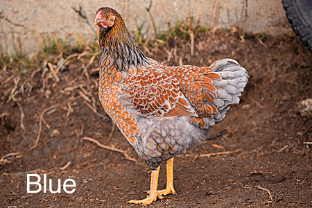 blue laced