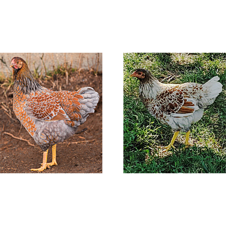 Blue Laced Red Wyandotte or Splash Laced Red Wyandotte?