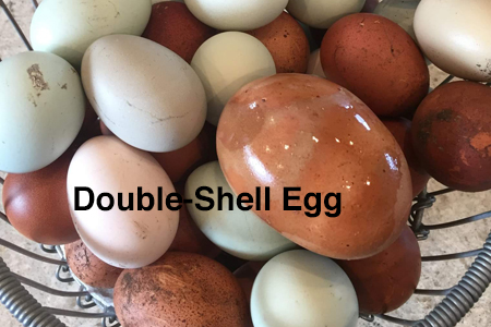 What Cause a Double-Shell Egg?