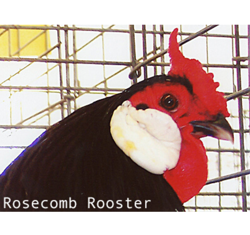 12 Reasons for Low Fertility in Chickens and Other Poultry