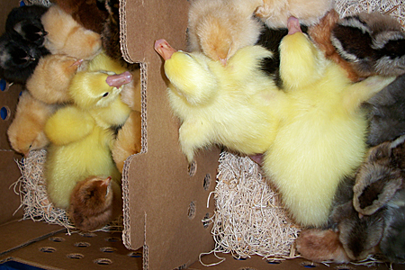 Cackle Hatchery Chick Ship Dates and Store Pickup Dates