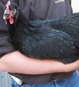 English Marans or French Marans Chicken?