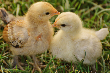 The COVID-19 Pandemic Triggers a Run on Chickens