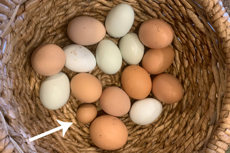 Why Does a Chicken Hen Lay a Miniature Egg?