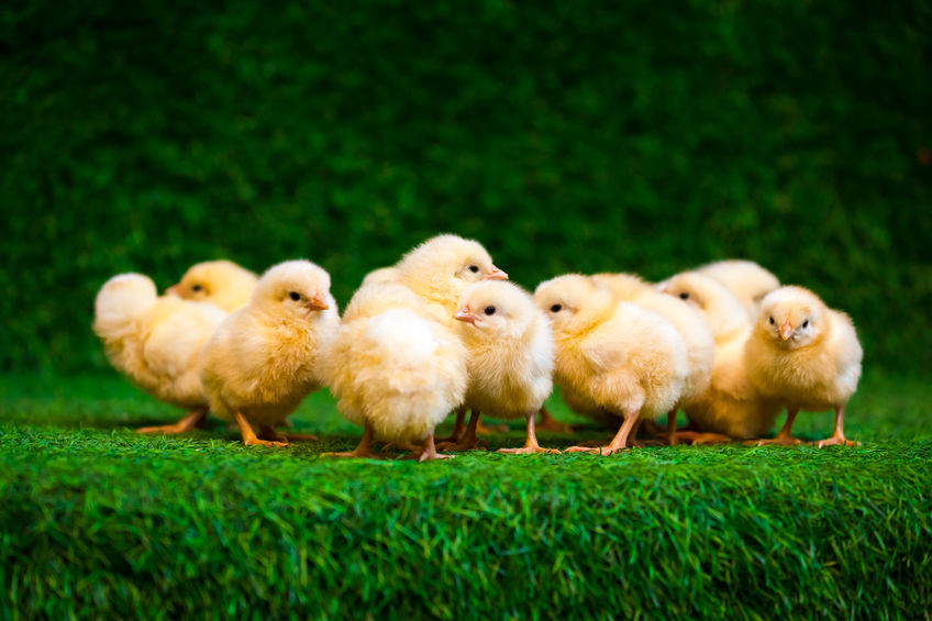 The Coronavirus Pandemic Is Renewing Interest in Raising Backyard Chickens