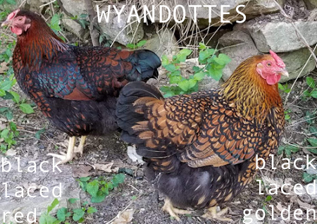 Black Laced Red Wyandotte or Black Laced Golden Wyandotte?