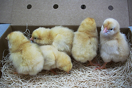 The Pandemic May Cause Chick Shipment Delays